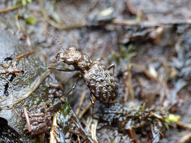 Elaphre cuivré (Elaphrus cupreus) © Morvan Debroize