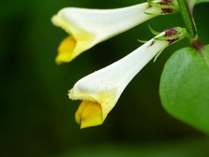 Mélampyre des prés (Melampyrum pratense), fleur © Morvan Debroize