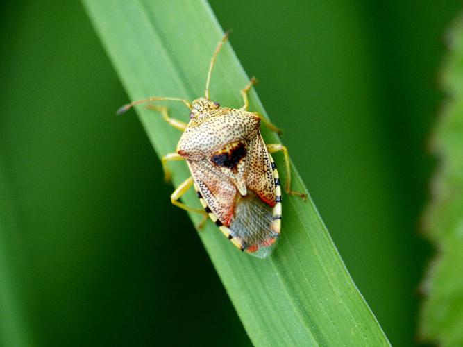 Punaise grisâtre (Elasmucha grisea) © Morvan Debroize