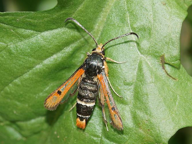 Sésie de l'Oseille (Pyropteron chrysidiforme) © Sylvain Montagner