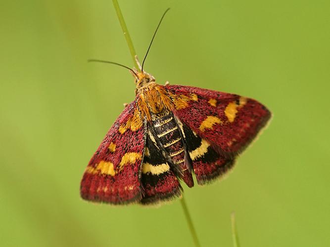 Pyrauste pourprée (Pyrausta purpuralis) © Sylvain Montagner