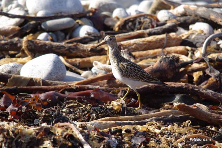 Calidris melanotos © P. Gourdain