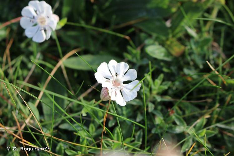 Silene uniflora subsp. uniflora © O. Roquinarc'h