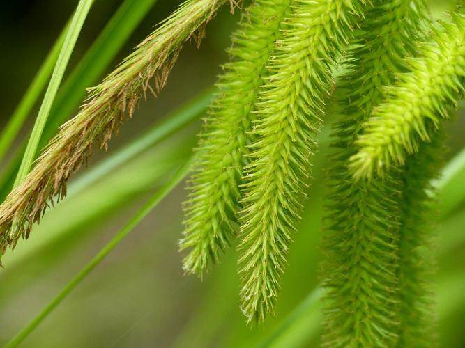 Laîche faux-souchet (Carex pseudocyperus) © Morvan Debroize