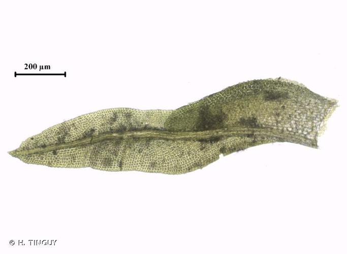 Fissidens exilis © H. TINGUY