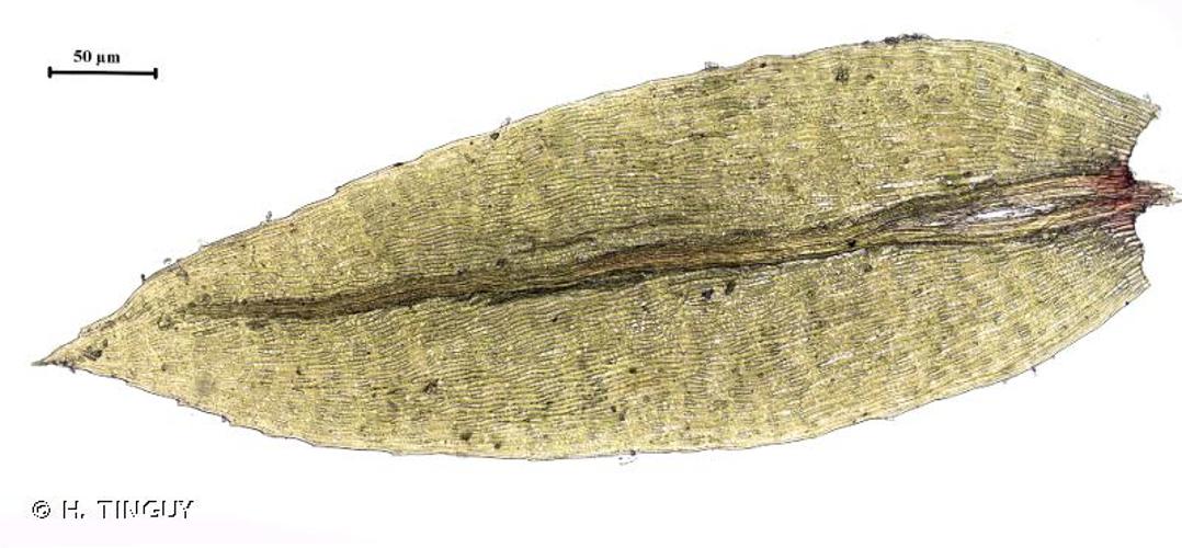 Pohlia cruda © H. TINGUY