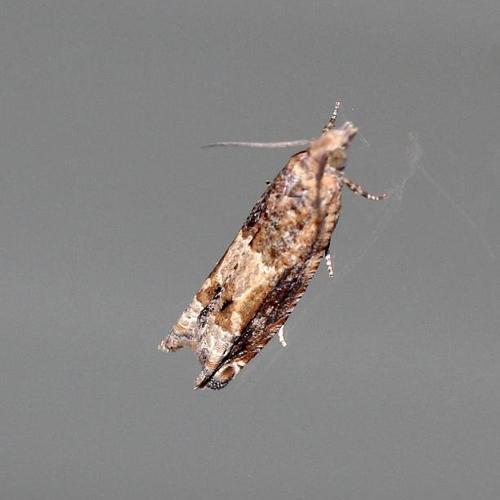 Crocidosema plebejana © P. Chatard
