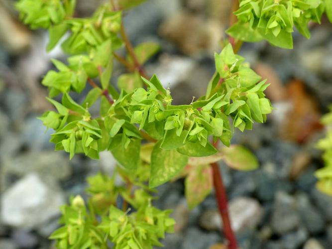 Euphorbe omblette (Euphorbia peplus) © Morvan Debroize