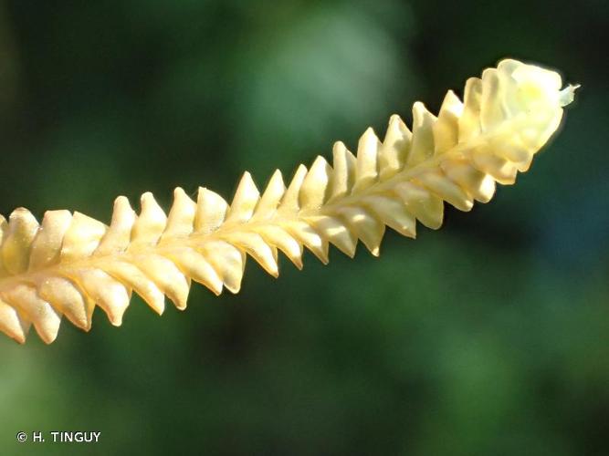 Saccogyna viticulosa © H. TINGUY