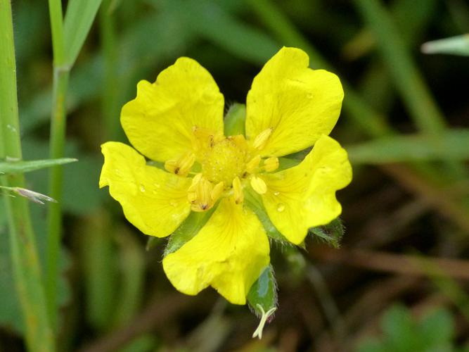 Potentille rampante (Potentilla reptans), fleur © Morvan Debroize