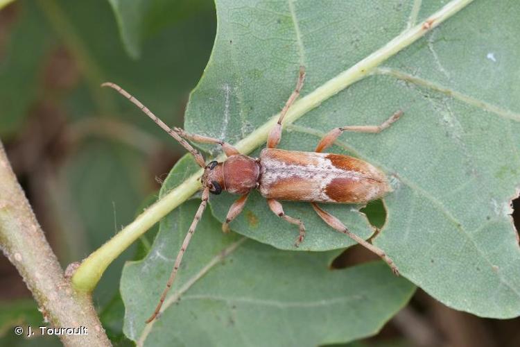 Trichoferus pallidus © J. Touroult