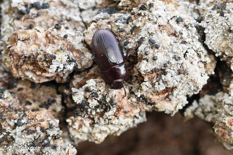 Alphitobius diaperinus © J. Touroult