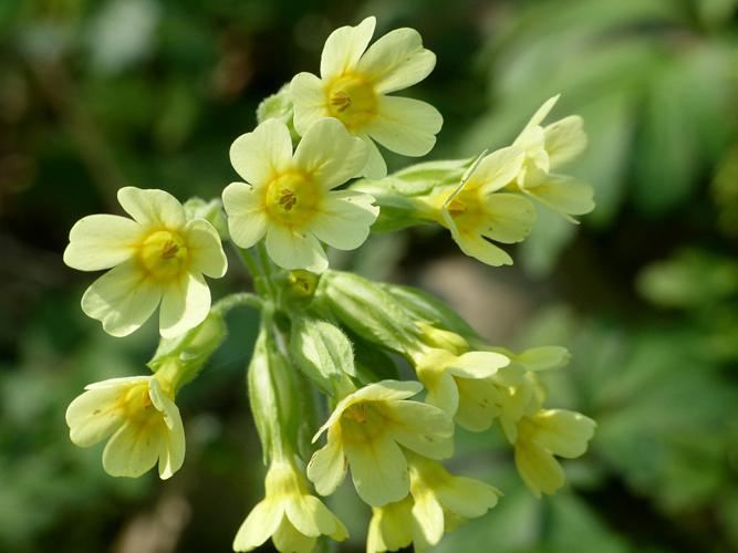 Primevère élevée (Primula elatior) © Morvan Debroize