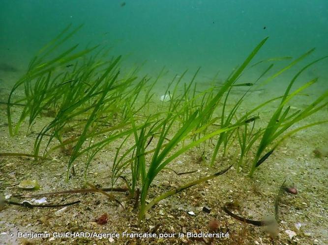 Zostera marina © Benjamin GUICHARD (Agence Française pour la Biodiversité)