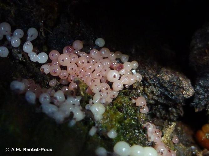 Enerthenema papillatum © A.M. Rantet-Poux