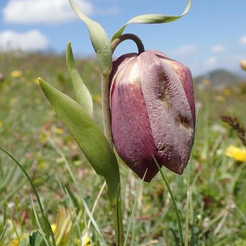 Fritillaria tubiformis © H. TINGUY