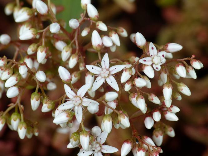 Orpin blanc (Sedum album) © Morvan Debroize