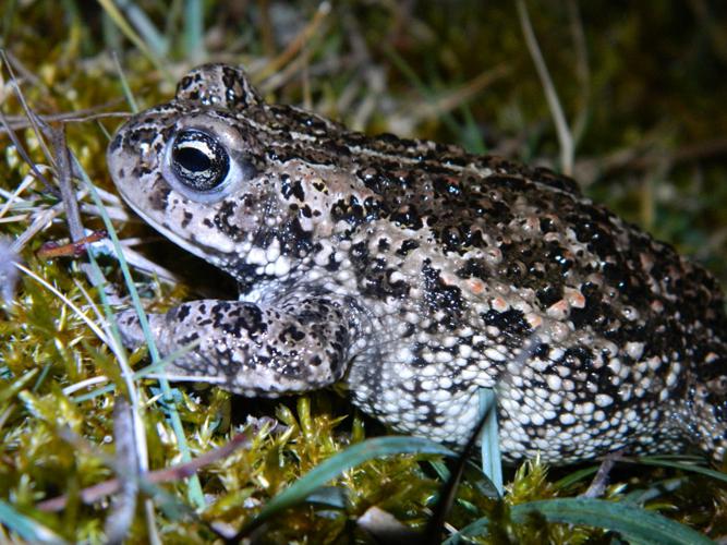 Crapaud calamite (Bufo calamita) © Morvan Debroize