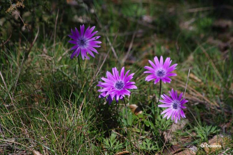 Anemone hortensis &copy; O. Delzons