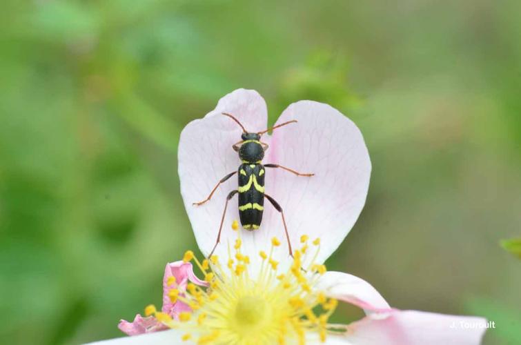Clytus rhamni © J. Touroult