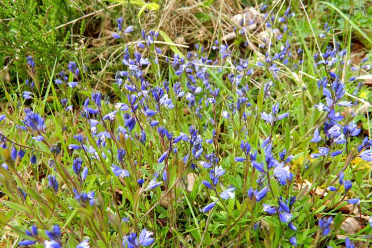 Polygale à feuilles de serpollet (Polygala serpyllifolia) © Morvan Debroize