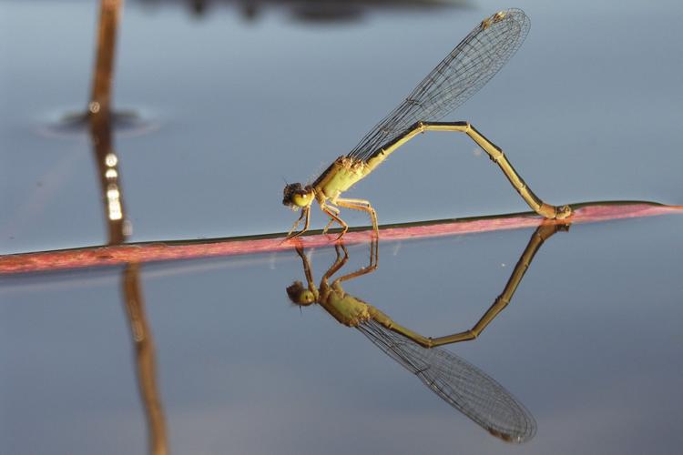 Agrion élégant (femelle en train de pondre) © Sylvain Montagner