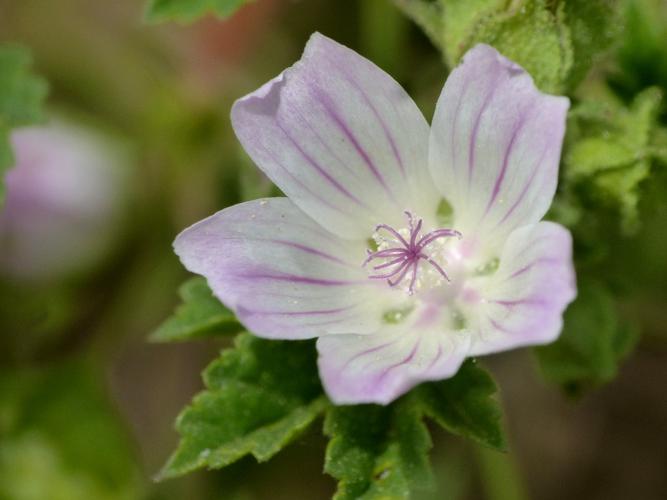 Petite mauve (Malva neglecta), fleur © Morvan Debroize