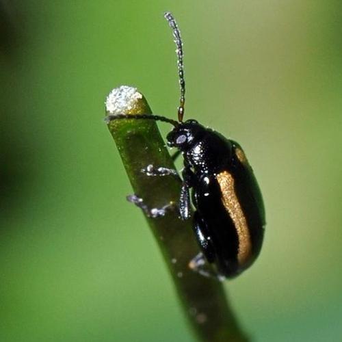 Phyllotreta nemorum © C. Quintin
