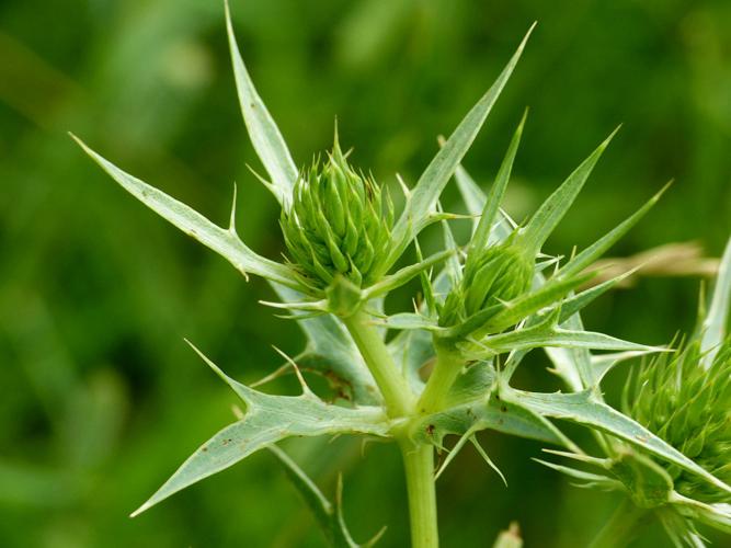 Panicaut champêtre (Eryngium campestre), bouton © Morvan Debroize