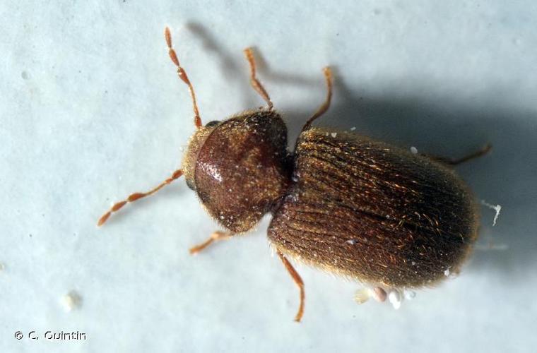Stegobium paniceum &copy; C. Quintin
