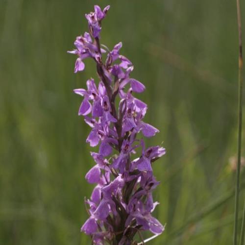 Dactylorhiza elata subsp. sesquipedalis © O. Nawrot