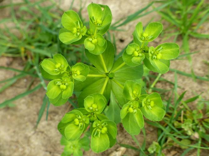 Euphorbe réveil matin (Euphorbia helioscopia) © Morvan Debroize