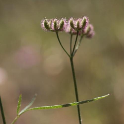 Torilis africana var. heterophylla © O. Nawrot
