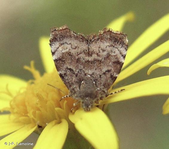 Choreutis pariana © J-P. Lamoline