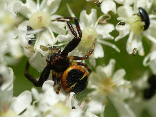 Thomise Napoléon (Synema globosum) © Morvan Debroize