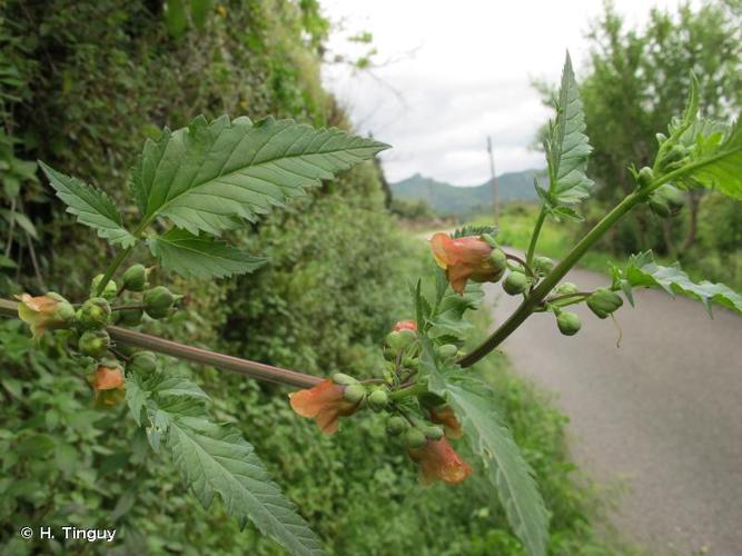 Scrophularia trifoliata var. trifoliata © H. Tinguy