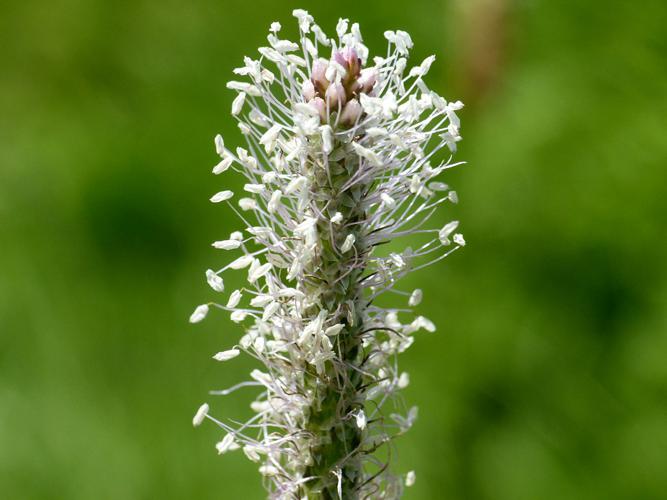 Plantain moyen (Plantago media) © Morvan Debroize