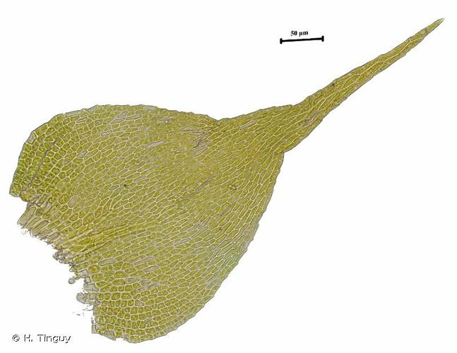 Campylidium calcareum © H. Tinguy