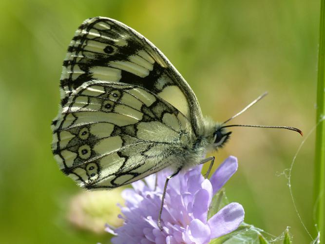 Demi-deuil (Melanargia galathea) © Morvan Debroize