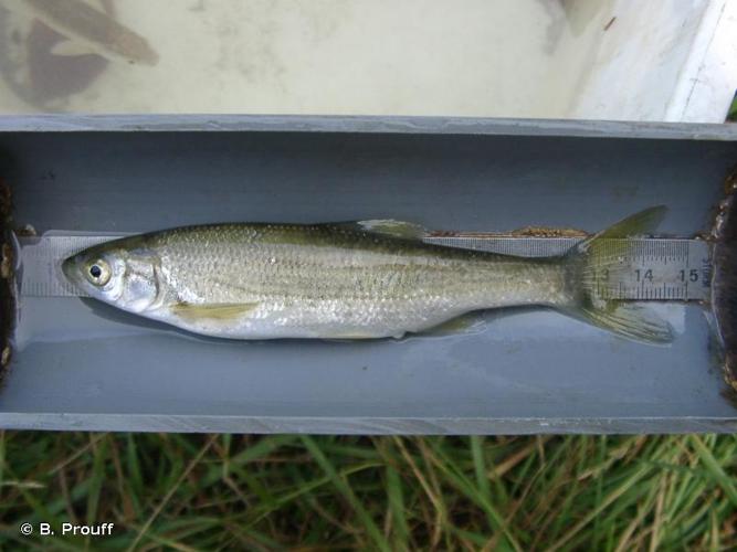 Parachondrostoma toxostoma © B. Prouff
