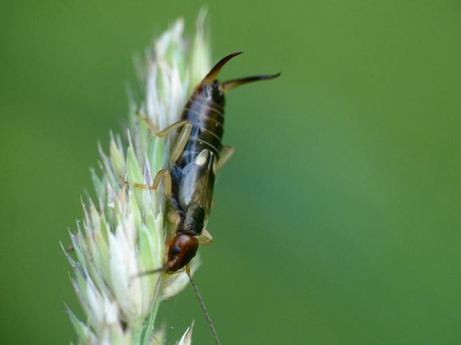 Forficule (Forficula auricularia) © Morvan Debroize