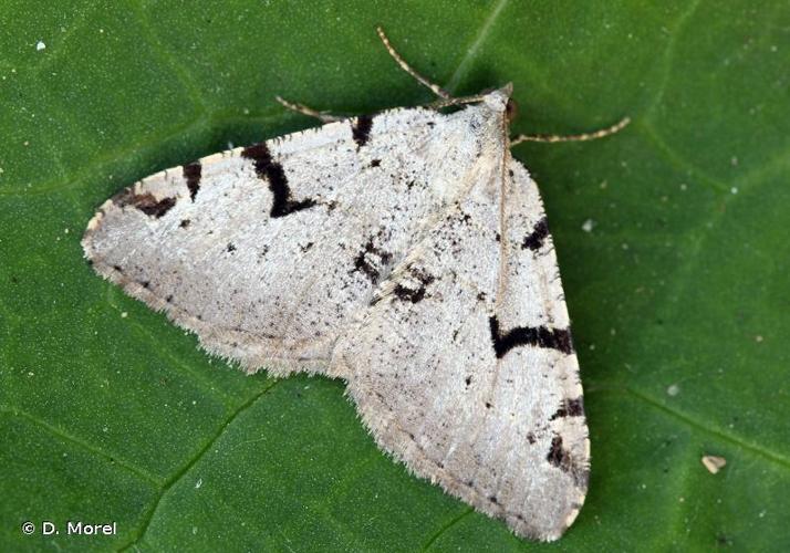 Macaria wauaria © D. Morel