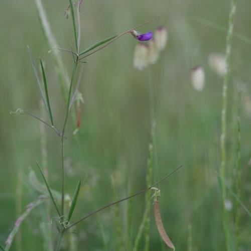 Lathyrus angulatus © R. Dupré (MNHN/CBNBP)