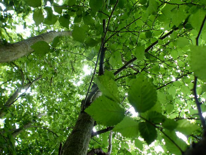 Petit orme (Ulmus minor) © Morvan Debroize