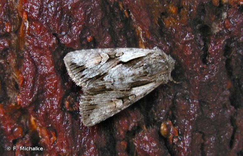 Chloantha hyperici &copy; F. Michalke