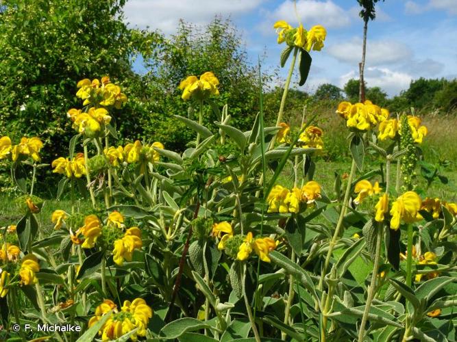 Phlomis fruticosa &copy; F. Michalke