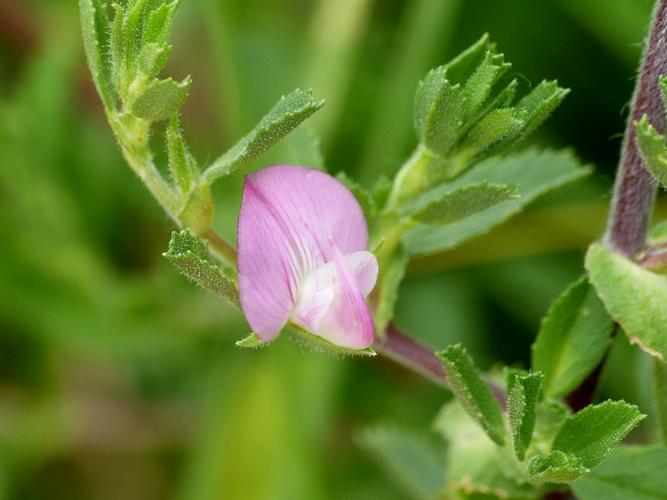 Bugrane épineuse (Ononis spinosa) © Morvan Debroize