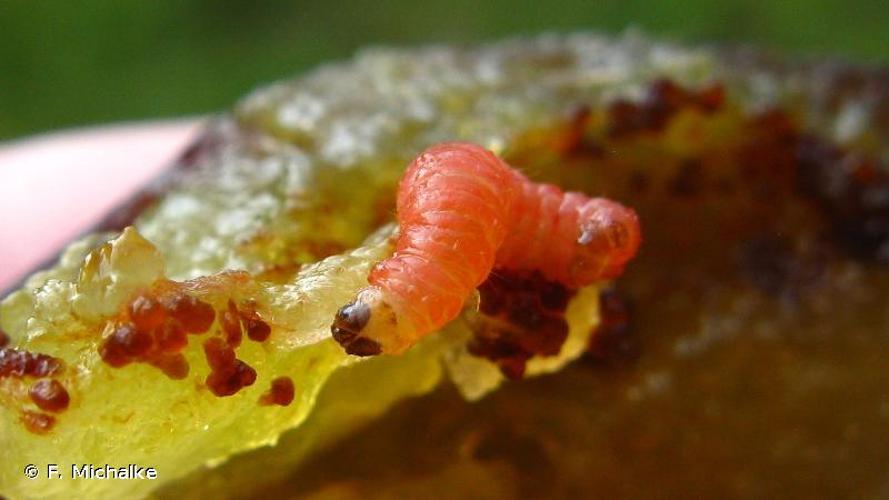 Grapholita funebrana © F. Michalke