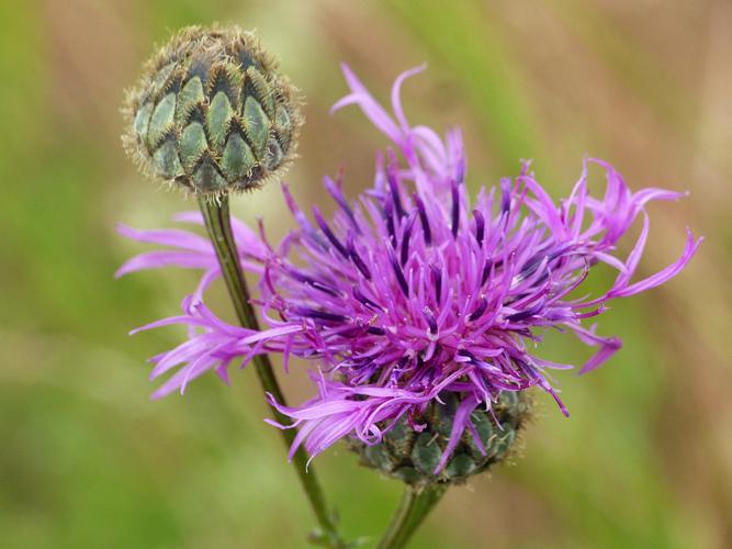 Centaurée scabieuse (Centaurea scabiosa), fleur en bouton © Morvan Debroize