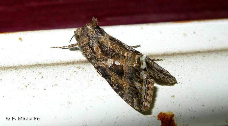 Trichoplusia ni © F. Michalke